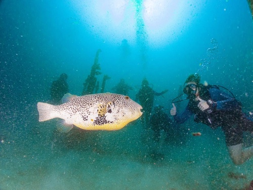 Map Puffer — seen at this dive site