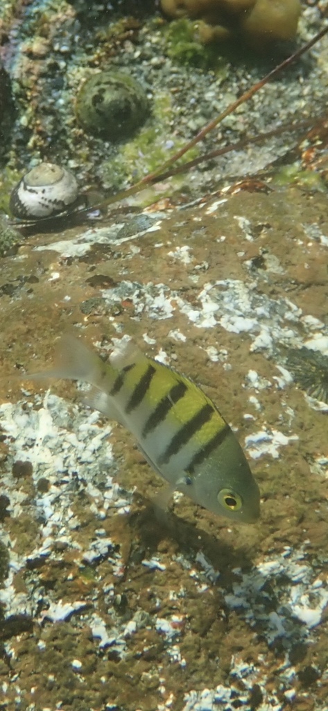 Panamic Sergeant Major