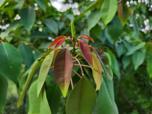 Mountain Tallow