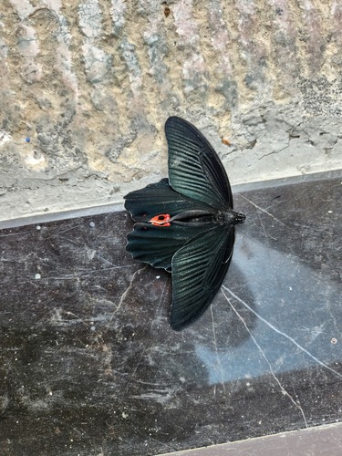 Spangle Swallowtail