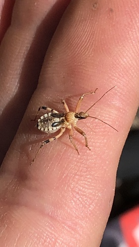 iNaturalist observation photo of Harpactorini