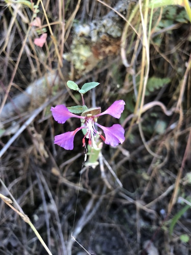 iNaturalist observation photo of Elegant Clarkia