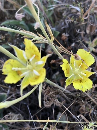 iNaturalist observation photo of Yellow Mariposa Lily