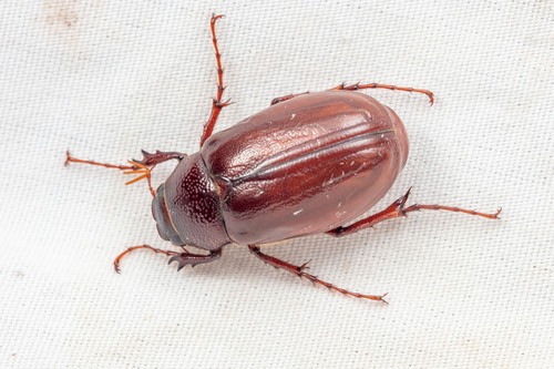 Phyllophaga ignava