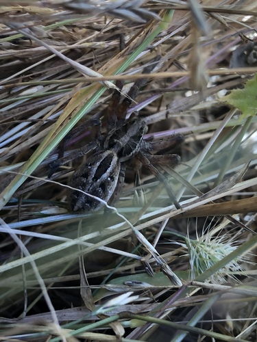 iNaturalist observation photo of McCook's Split Wolf Spider