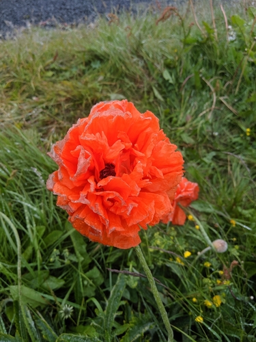 mak východný (Papaver orientale)