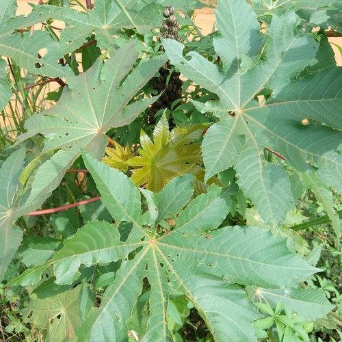 castor bean