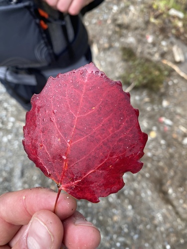 European aspen
