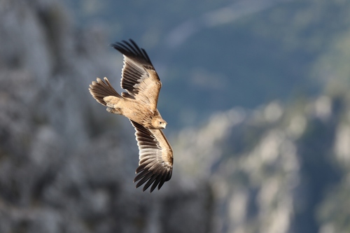 Avistamiento Águila imperial ibérica
