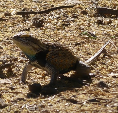 Desert Spiny Lizard