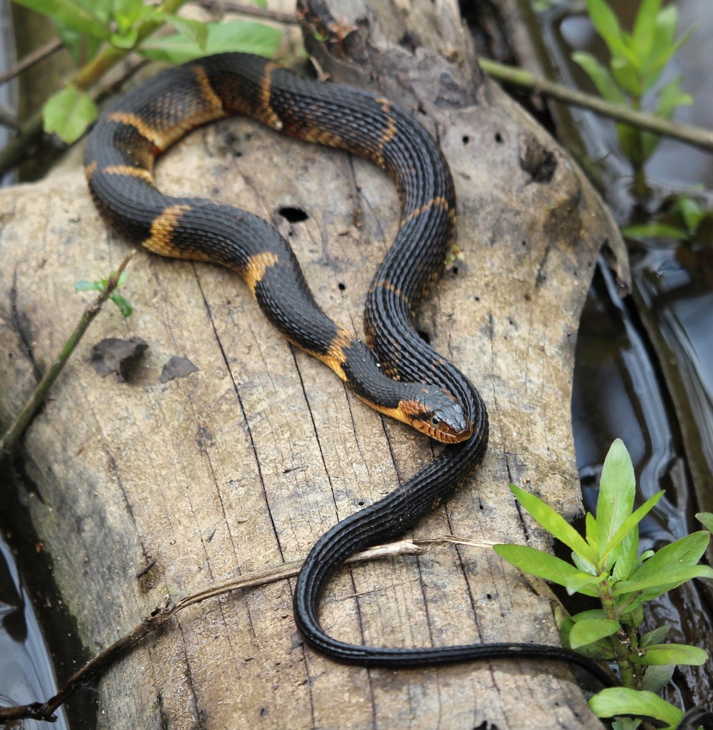 List 92+ Images pictures of a water snake Excellent