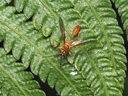 Apophysius rufus