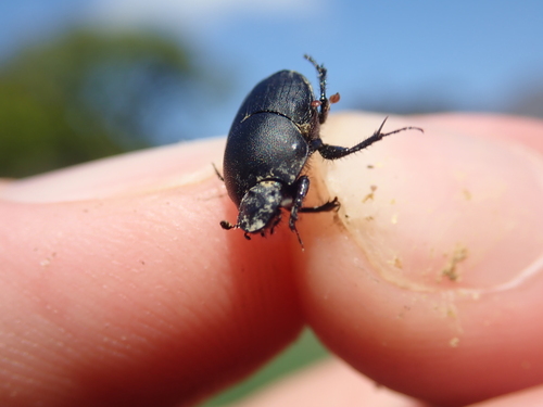 Onthophagus cineraceus