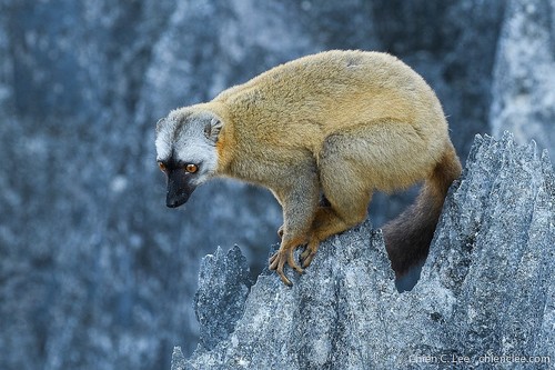 Red Brown Lemur (Eulemur rufus) — Vulnerable Mammalia