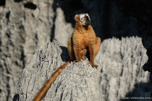 Red Brown Lemur