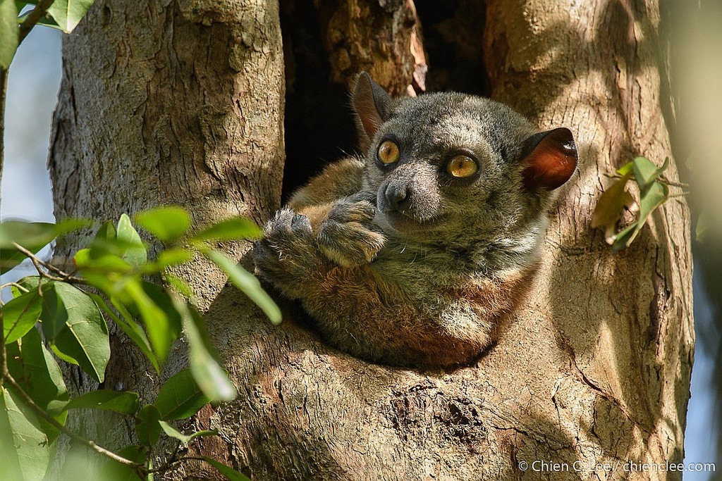 Randrianasolo's Sportive Lemur