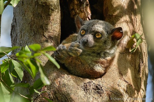 Randrianasolo's Sportive Lemur (Lepilemur randrianasoloi) — Endangered Mammalia