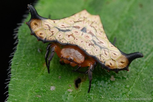 Augusta glyphica