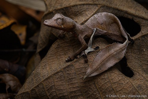 Satanic Leaf-tailed Gecko