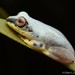 Blue-back Reed Frog - Photo (c) Chien Lee, all rights reserved, uploaded by Chien Lee
