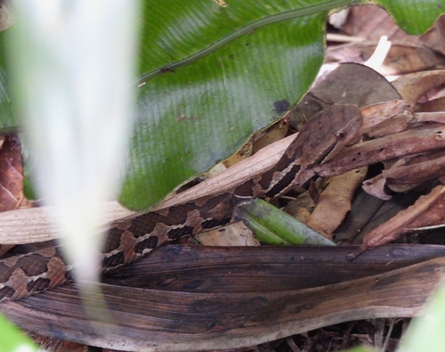 Wilson's Montane Pitviper