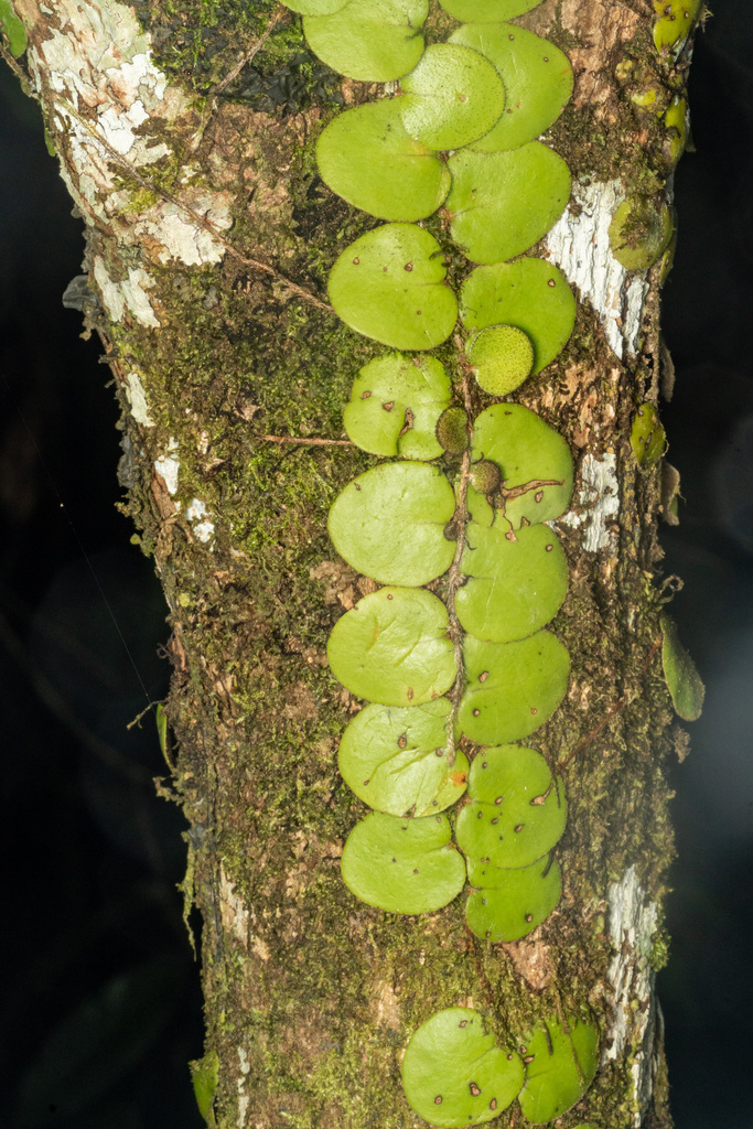 Pyrrosia nummulariifolia (Pyrrosia nummulariifolia)