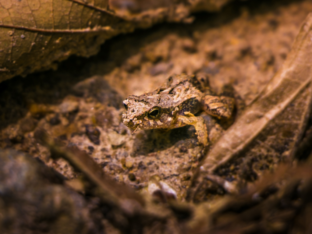 Ischnocnema parva from Cabuçu, Guarulhos - SP, Brasil on 2022년 12월 17일 (토) at 11:51 오전 by Gabriela Marinho... 