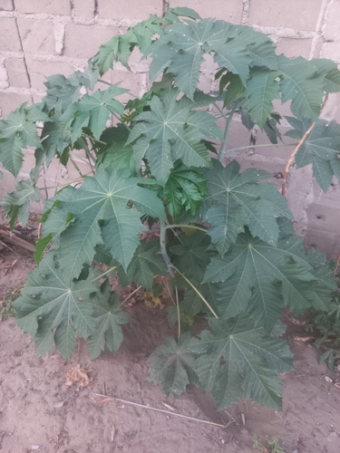 castor bean