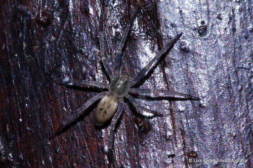 Anyphaena numida