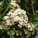 Vauquelinia corymbosa angustifolia - Photo (c) Tripp Davenport, todos los derechos reservados
