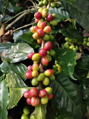 Coffee