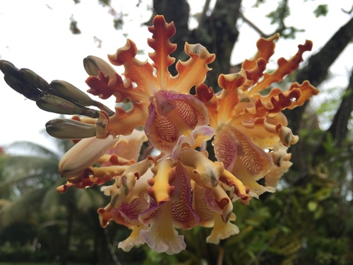 Christina’s Ant-loving Orchid