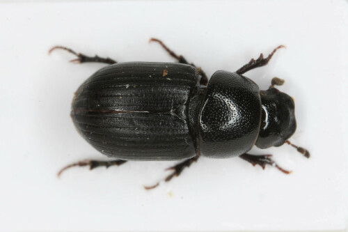 Agrilinus convexus