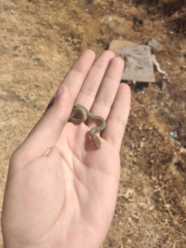 Dahl's Whip Snake
