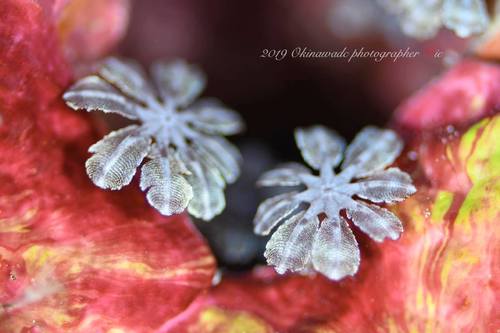 Genus Hanabira · iNaturalist