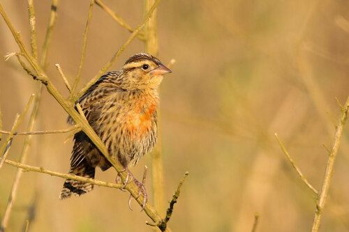 White-browed Meadowlark