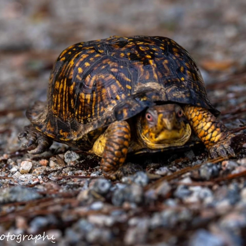 Basic Box Turtle Common Box Turtle by Jay Everson · iNaturalist