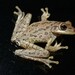 Cuban Tree Frog - Photo (c) Eoghan Irwin, all rights reserved, uploaded by Eoghan Irwin