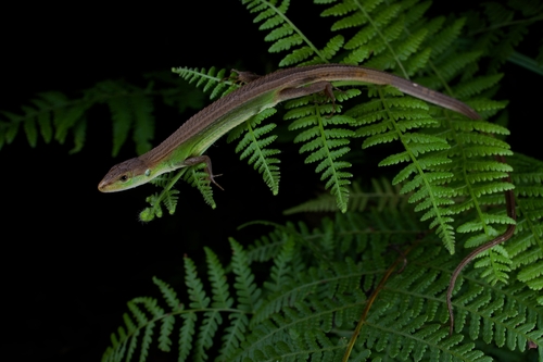 China Grass Lizard