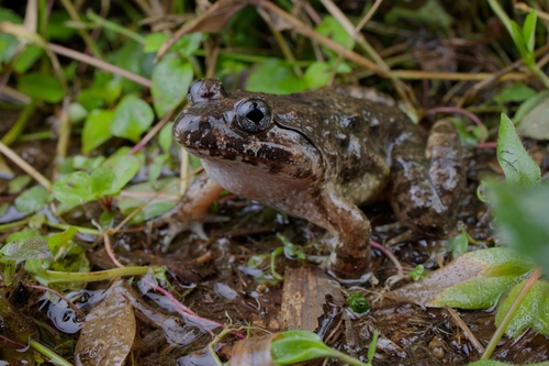 Fujian Large-headed Frog