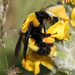 Jet-tailed Bumble Bee - Photo (c) Ingeborg van Leeuwen, all rights reserved