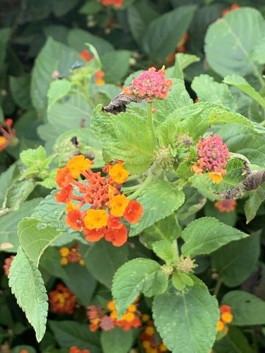 Verbenaceae image