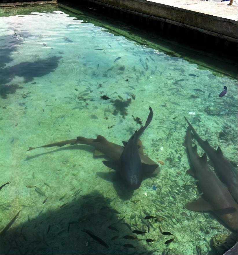 Nurse Shark