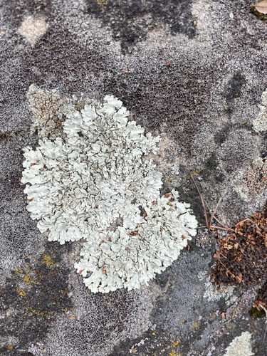 iNaturalist observation photo of Cumberland Rock Shield