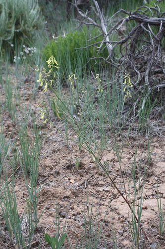 Ripley's milkvetch (Astragalus ripleyi)