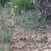 Astragalus ripleyi - Photo (c) J. Kevin England, כל הזכויות שמורות, uploaded by J. Kevin England