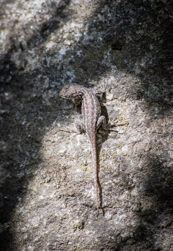 iNaturalist observation photo of Common Sagebrush Lizard