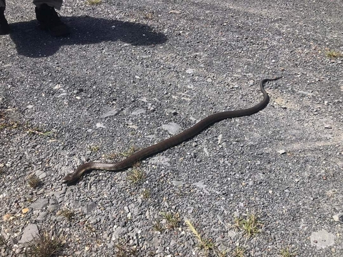 Tiger Snake sighting