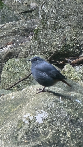 Plumbeous Water Redstart
