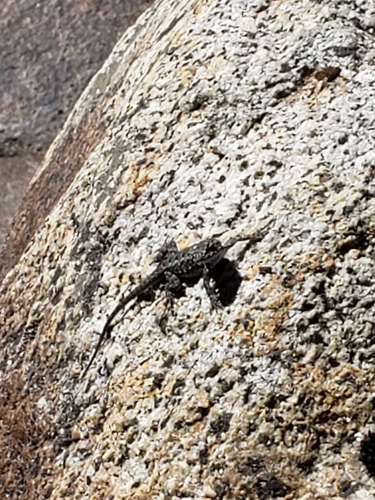 iNaturalist observation photo of Spiny Lizards